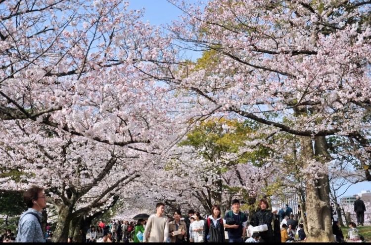 2019第一波樱花前线来了！今年最美的樱花去哪里看？