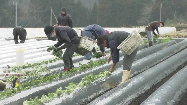 我要成为“红薯王” 日本红薯企业力争打造世界一流红薯