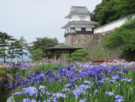 参加菖蒲花祭 畅游菖蒲花海