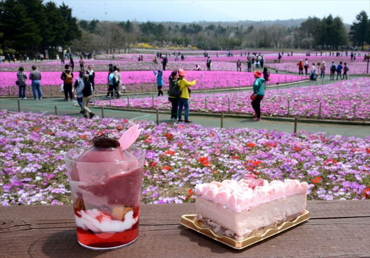 观赏富士山漫山遍野的芝樱，体验富士急游乐园的趣味