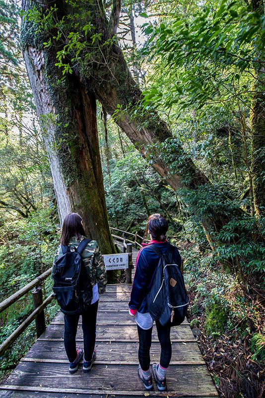 九州游记：鹿儿岛县屋久岛