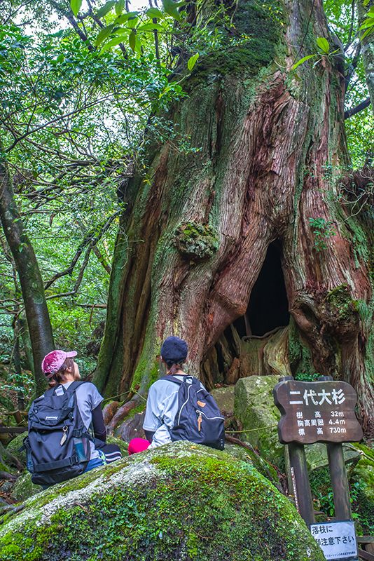 九州游记：鹿儿岛县屋久岛