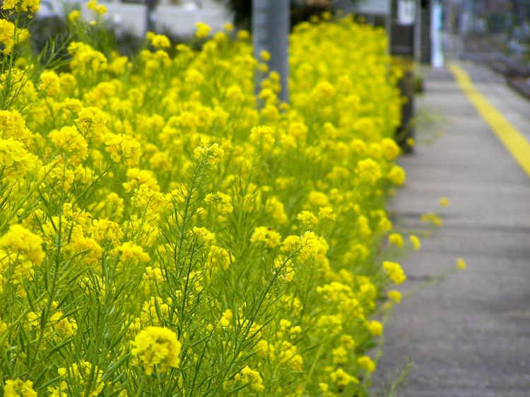 《能看见海的车站》千叶篇:浜金谷站、竹冈站、和田浦站 《能看见海的车站》千叶篇:浜金谷站、竹冈站、和田浦站