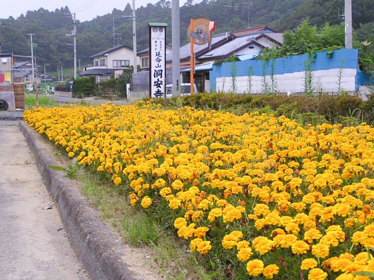 《能看见海的车站》宫城篇：松岛海岸站、大谷海岸站、小金泽站....