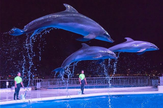 福冈夏季活动！海洋世界的夜之水族馆×夏日祭典来啦