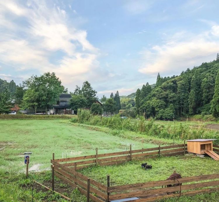 日本三胎家庭住进深山10年，买地仅9万人民币，独享广阔山林