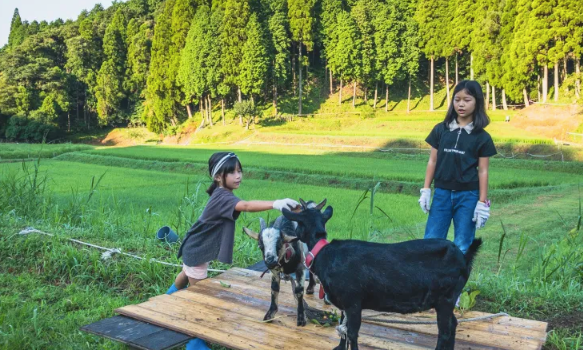 日本三胎家庭住进深山10年，买地仅9万人民币，独享广阔山林