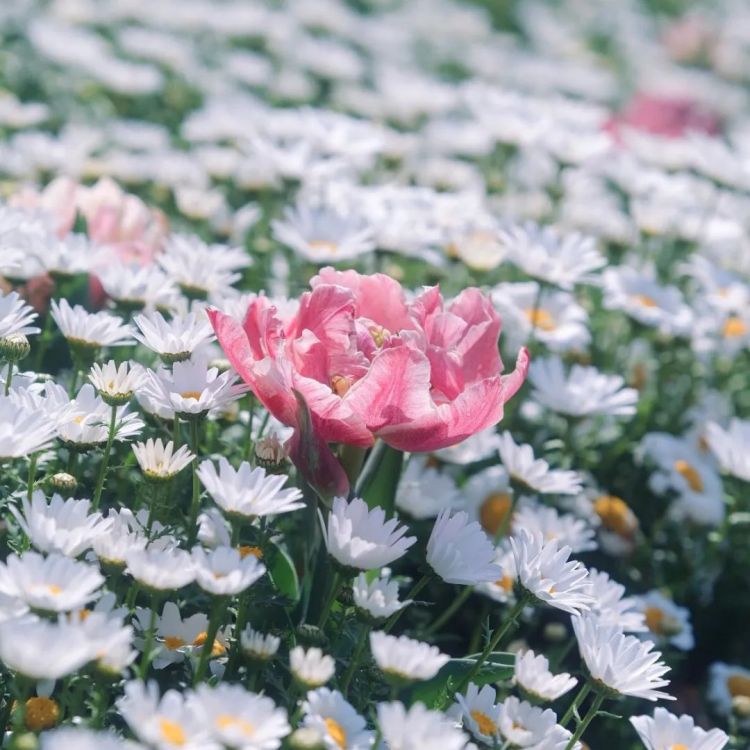 第134期:日本首相儿子被炒鱿鱼;小室圭真子夫妇5月最新街拍|百通板 第134期:日本首相儿子被炒鱿鱼;小室圭真子夫妇5月最新街拍|百通板