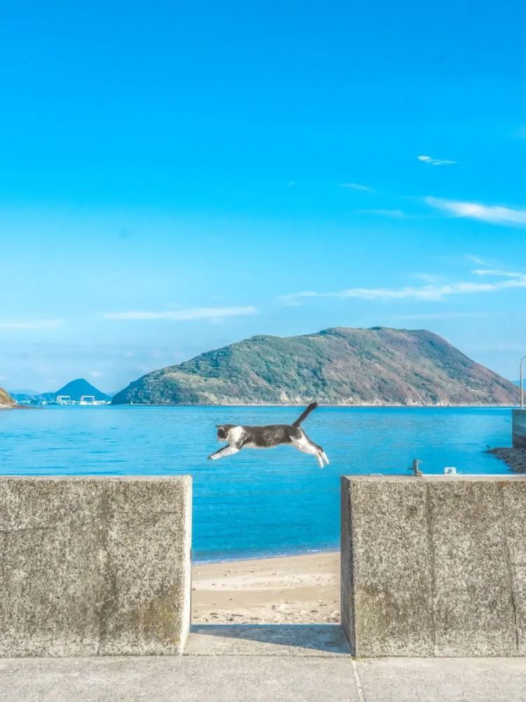 第134期:日本首相儿子被炒鱿鱼;小室圭真子夫妇5月最新街拍|百通板 第134期:日本首相儿子被炒鱿鱼;小室圭真子夫妇5月最新街拍|百通板