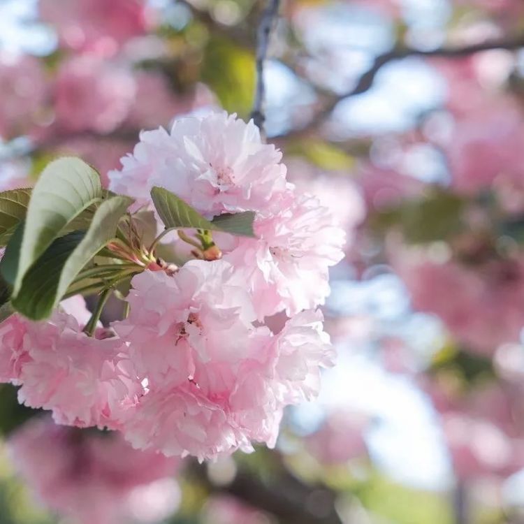 第134期:日本首相儿子被炒鱿鱼;小室圭真子夫妇5月最新街拍|百通板 第134期:日本首相儿子被炒鱿鱼;小室圭真子夫妇5月最新街拍|百通板