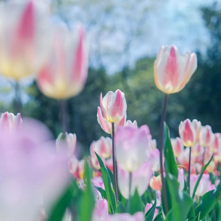 第134期:日本首相儿子被炒鱿鱼;小室圭真子夫妇5月最新街拍|百通板 第134期:日本首相儿子被炒鱿鱼;小室圭真子夫妇5月最新街拍|百通板