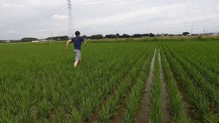 中国女子当街遇害:日本治安正在恶化... 中国女子当街遇害:日本治安正在恶化...