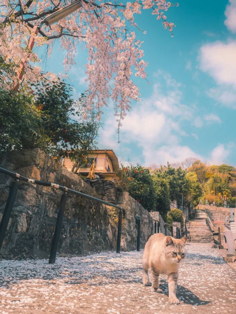 第173期：日本改革“外国人永住在留资格”；新海诚合作制片人被逮捕；宇多田光新巡演确定 | 百通板