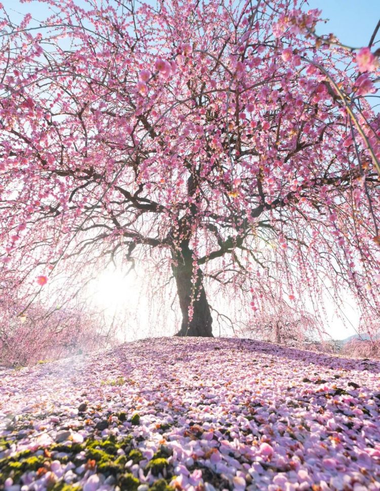 第173期：日本改革“外国人永住在留资格”；新海诚合作制片人被逮捕；宇多田光新巡演确定 | 百通板