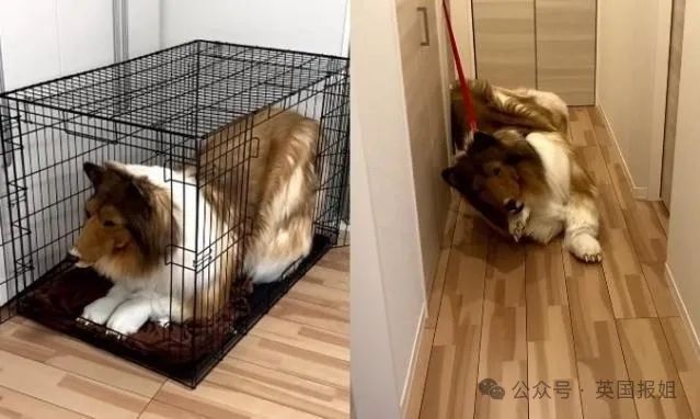 日本男子花200万变成狗,最新哈士奇造型炸裂!张嘴摇尾巴巨逼真... 日本男子花200万变成狗,最新哈士奇造型炸裂!张嘴摇尾巴巨逼真...