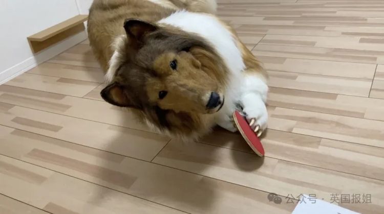 日本男子花200万变成狗,最新哈士奇造型炸裂!张嘴摇尾巴巨逼真... 日本男子花200万变成狗,最新哈士奇造型炸裂!张嘴摇尾巴巨逼真...