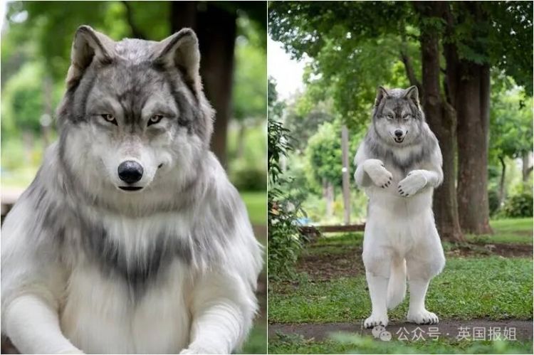 日本男子花200万变成狗,最新哈士奇造型炸裂!张嘴摇尾巴巨逼真... 日本男子花200万变成狗,最新哈士奇造型炸裂!张嘴摇尾巴巨逼真...