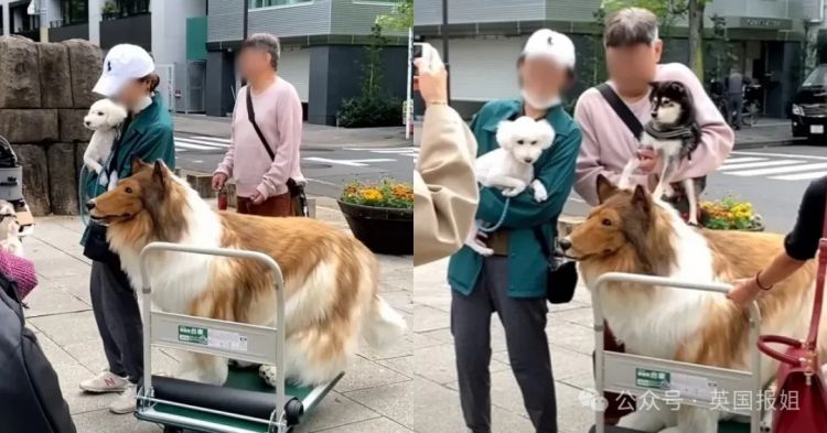 日本男子花200万变成狗,最新哈士奇造型炸裂!张嘴摇尾巴巨逼真... 日本男子花200万变成狗,最新哈士奇造型炸裂!张嘴摇尾巴巨逼真...