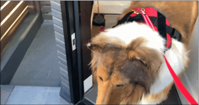 日本男子花200万变成狗,最新哈士奇造型炸裂!张嘴摇尾巴巨逼真... 日本男子花200万变成狗,最新哈士奇造型炸裂!张嘴摇尾巴巨逼真...