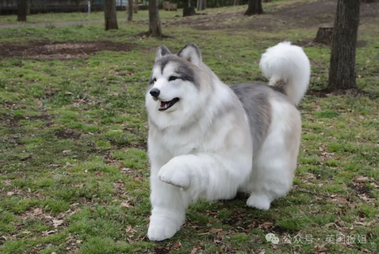 日本男子花200万变成狗,最新哈士奇造型炸裂!张嘴摇尾巴巨逼真... 日本男子花200万变成狗,最新哈士奇造型炸裂!张嘴摇尾巴巨逼真...