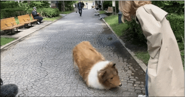 日本男子花200万变成狗,最新哈士奇造型炸裂!张嘴摇尾巴巨逼真... 日本男子花200万变成狗,最新哈士奇造型炸裂!张嘴摇尾巴巨逼真...