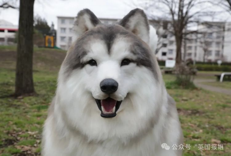 日本男子花200万变成狗,最新哈士奇造型炸裂!张嘴摇尾巴巨逼真... 日本男子花200万变成狗,最新哈士奇造型炸裂!张嘴摇尾巴巨逼真...