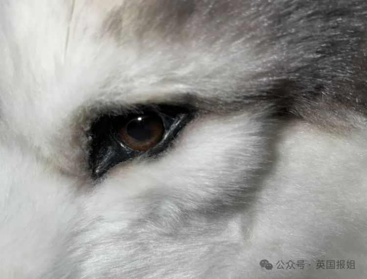 日本男子花200万变成狗,最新哈士奇造型炸裂!张嘴摇尾巴巨逼真... 日本男子花200万变成狗,最新哈士奇造型炸裂!张嘴摇尾巴巨逼真...