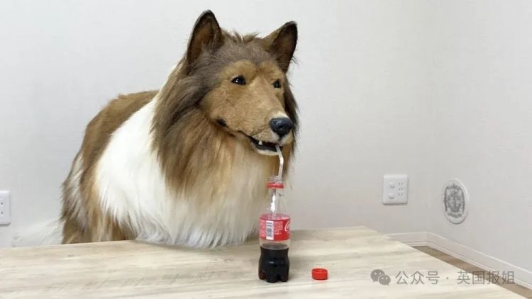 日本男子花200万变成狗,最新哈士奇造型炸裂!张嘴摇尾巴巨逼真... 日本男子花200万变成狗,最新哈士奇造型炸裂!张嘴摇尾巴巨逼真...