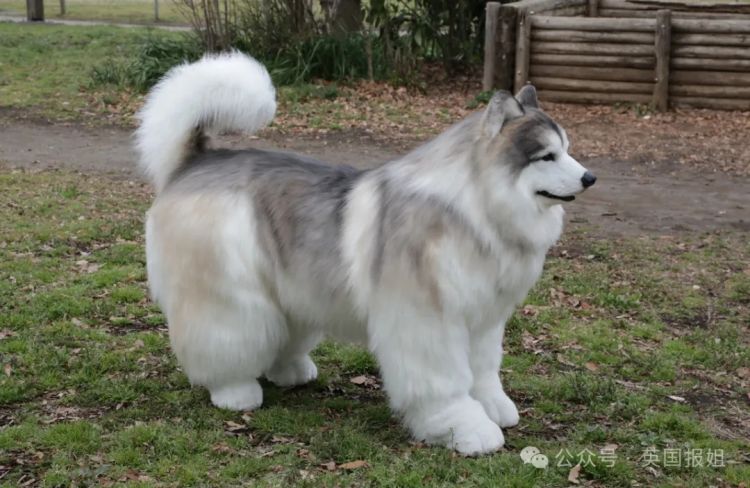 日本男子花200万变成狗,最新哈士奇造型炸裂!张嘴摇尾巴巨逼真... 日本男子花200万变成狗,最新哈士奇造型炸裂!张嘴摇尾巴巨逼真...