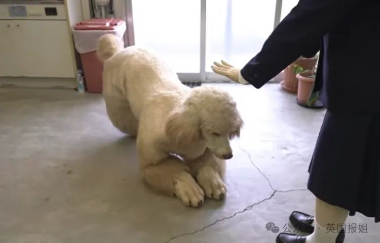 日本男子花200万变成狗,最新哈士奇造型炸裂!张嘴摇尾巴巨逼真... 日本男子花200万变成狗,最新哈士奇造型炸裂!张嘴摇尾巴巨逼真...