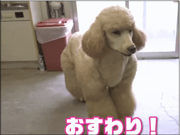 日本男子花200万变成狗,最新哈士奇造型炸裂!张嘴摇尾巴巨逼真... 日本男子花200万变成狗,最新哈士奇造型炸裂!张嘴摇尾巴巨逼真...