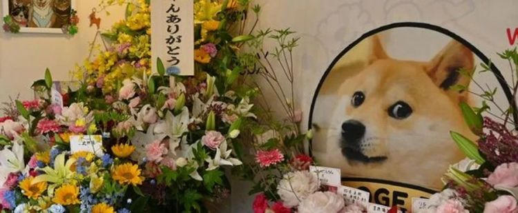 第186期：知名表情包Doge原型去世；宫崎骏新作或为冒险题材？爱子公主单独执行公务 | 百通板