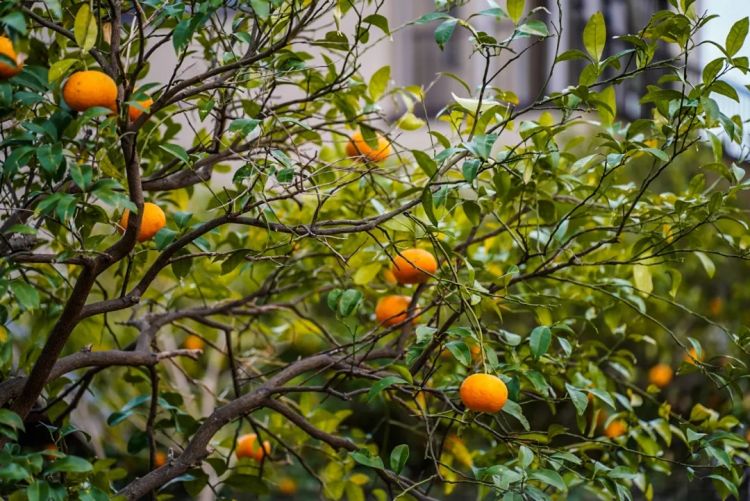 第一次去日本,真的很上头! 第一次去日本,真的很上头!