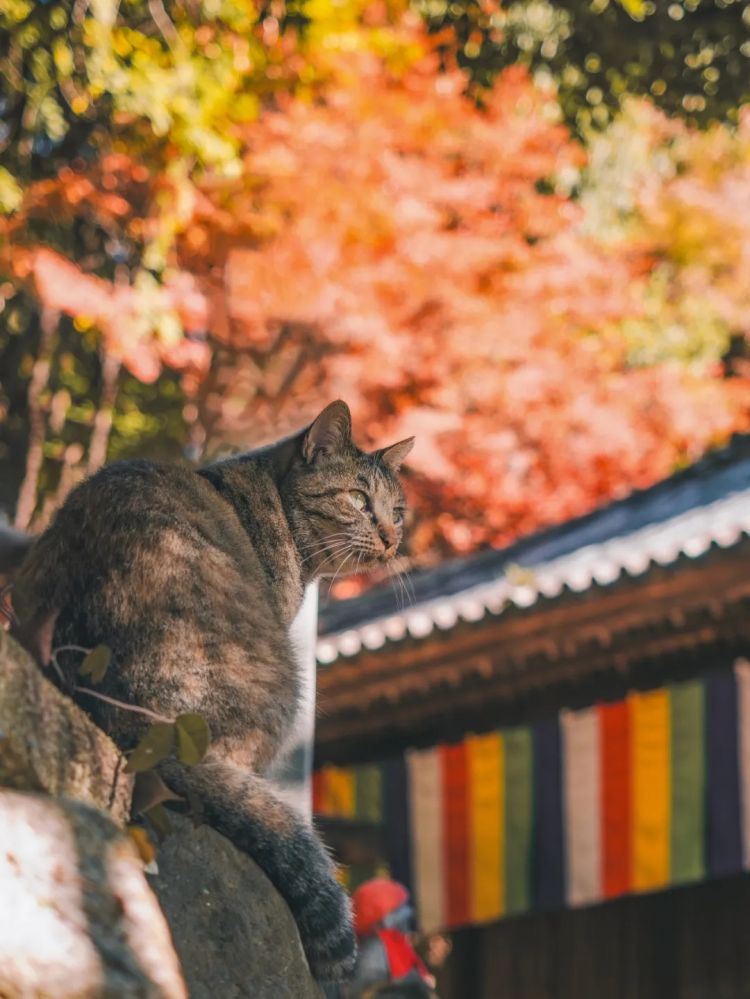 第204期：大熊猫比力仙女平安归国；日本里山麻雀或成濒危物种？京阿尼纵火案将二审 | 百通板