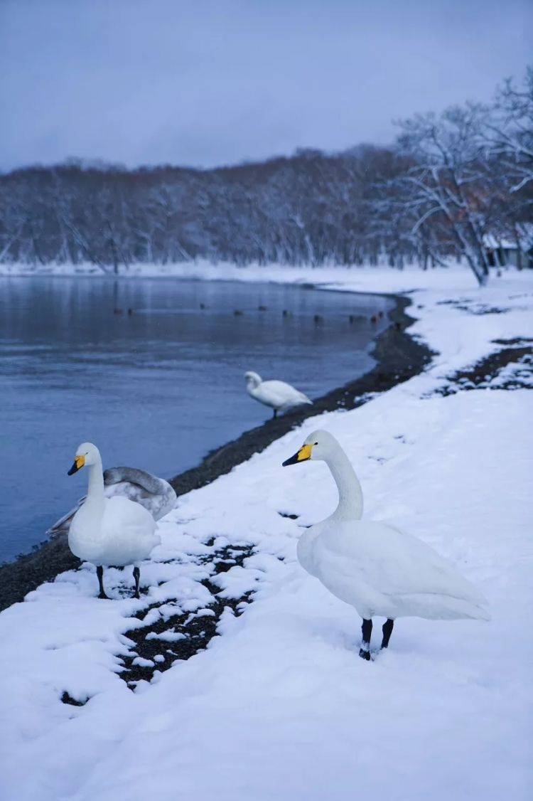 北海道！北海道！