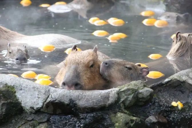 日本人对泡温泉到底有什么执念? 日本人对泡温泉到底有什么执念?