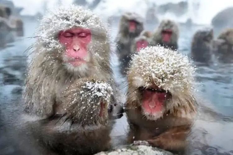 日本人对泡温泉到底有什么执念? 日本人对泡温泉到底有什么执念?