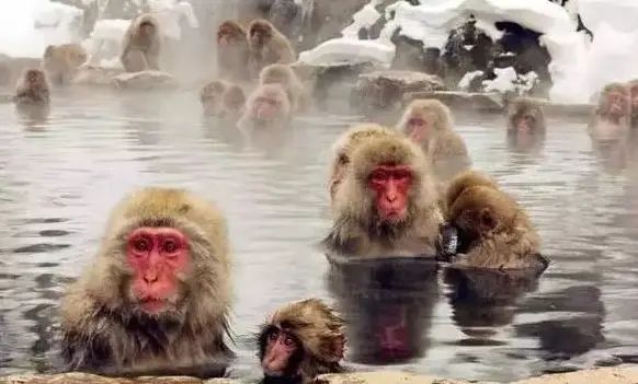 日本人对泡温泉到底有什么执念? 日本人对泡温泉到底有什么执念?