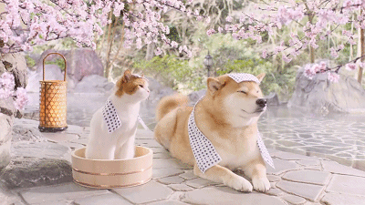 日本人对泡温泉到底有什么执念? 日本人对泡温泉到底有什么执念?