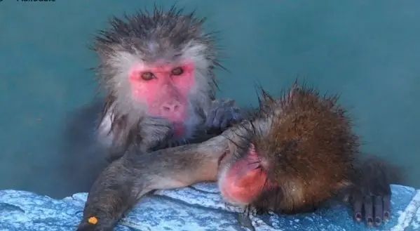 日本人对泡温泉到底有什么执念? 日本人对泡温泉到底有什么执念?