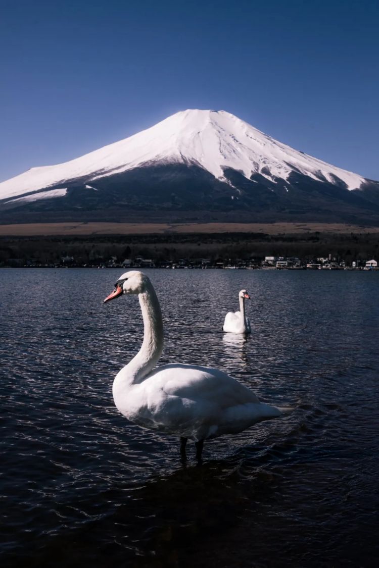 第218期:日本制铁将起诉拜登?知名男星醉酒闯入民宅掉代言;红白收视涨了 告别倒一;平野紫耀或将演晨间剧?| 百通板 第218期:日本制铁将起诉拜登?知名男星醉酒闯入民宅掉代言;红白收视涨了 告别倒一;平野紫耀或将演晨间剧?| 百通板