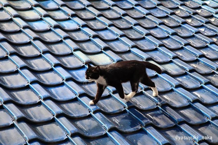 第218期:日本制铁将起诉拜登?知名男星醉酒闯入民宅掉代言;红白收视涨了 告别倒一;平野紫耀或将演晨间剧?| 百通板 第218期:日本制铁将起诉拜登?知名男星醉酒闯入民宅掉代言;红白收视涨了 告别倒一;平野紫耀或将演晨间剧?| 百通板