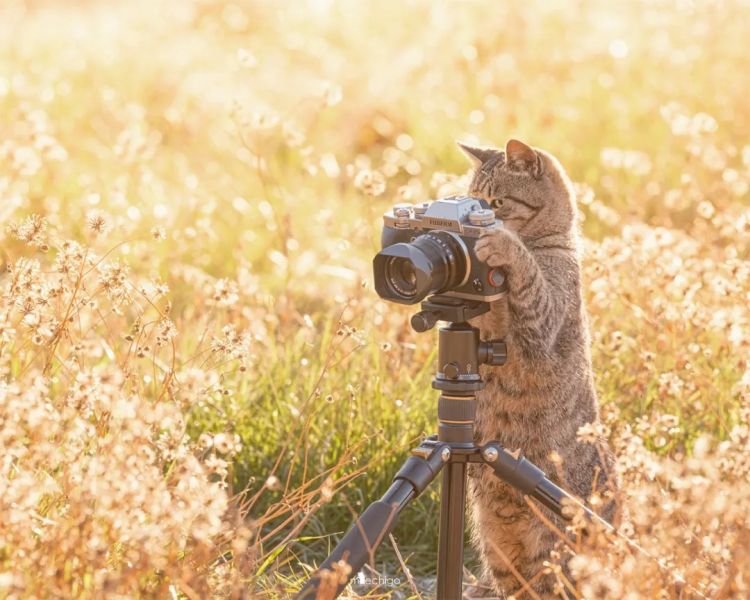 第218期:日本制铁将起诉拜登?知名男星醉酒闯入民宅掉代言;红白收视涨了 告别倒一;平野紫耀或将演晨间剧?| 百通板 第218期:日本制铁将起诉拜登?知名男星醉酒闯入民宅掉代言;红白收视涨了 告别倒一;平野紫耀或将演晨间剧?| 百通板