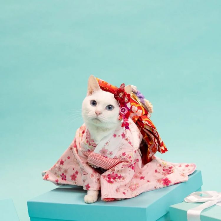 第218期:日本制铁将起诉拜登?知名男星醉酒闯入民宅掉代言;红白收视涨了 告别倒一;平野紫耀或将演晨间剧?| 百通板 第218期:日本制铁将起诉拜登?知名男星醉酒闯入民宅掉代言;红白收视涨了 告别倒一;平野紫耀或将演晨间剧?| 百通板