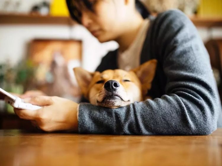 最温暖治愈的日本,藏在这五个摄影师的镜头里 最温暖治愈的日本,藏在这五个摄影师的镜头里