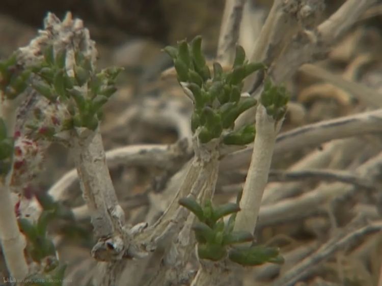 她的意外离世,让这部豆瓣9.7永远拍不出续集 她的意外离世,让这部豆瓣9.7永远拍不出续集