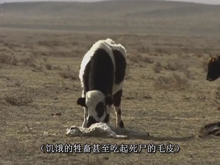 她的意外离世,让这部豆瓣9.7永远拍不出续集 她的意外离世,让这部豆瓣9.7永远拍不出续集