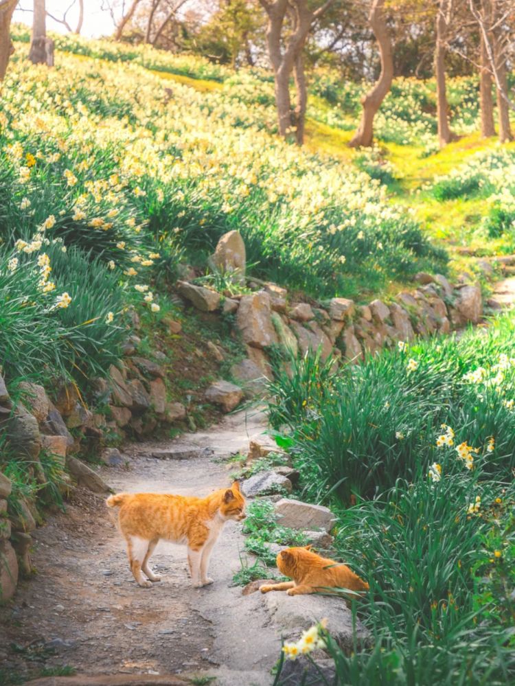 第220期:文春再曝桥本环奈霸凌铁证?日本化学高考惊现古文?国民巨星深陷性丑闻或被封杀 | 百通板 第220期:文春再曝桥本环奈霸凌铁证?日本化学高考惊现古文?国民巨星深陷性丑闻或被封杀 | 百通板