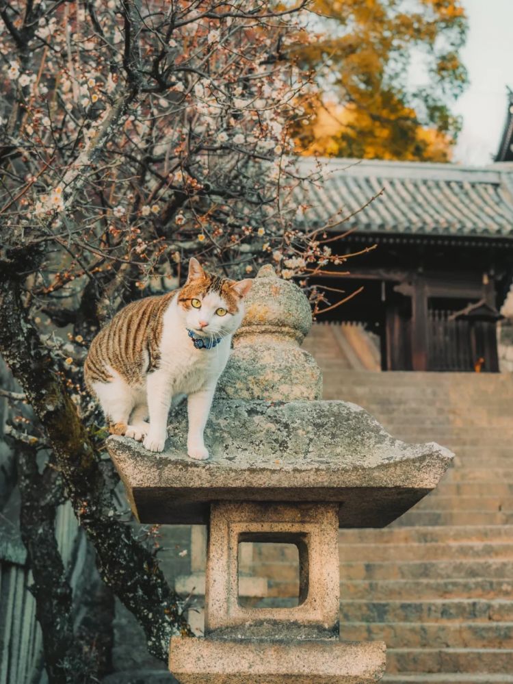 第220期:文春再曝桥本环奈霸凌铁证?日本化学高考惊现古文?国民巨星深陷性丑闻或被封杀 | 百通板 第220期:文春再曝桥本环奈霸凌铁证?日本化学高考惊现古文?国民巨星深陷性丑闻或被封杀 | 百通板