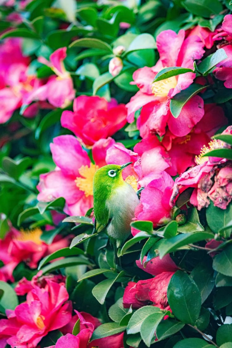 第220期:文春再曝桥本环奈霸凌铁证?日本化学高考惊现古文?国民巨星深陷性丑闻或被封杀 | 百通板 第220期:文春再曝桥本环奈霸凌铁证?日本化学高考惊现古文?国民巨星深陷性丑闻或被封杀 | 百通板